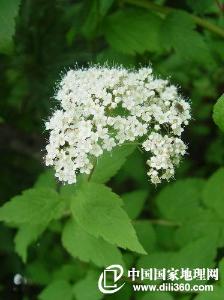  柳叶绣线菊，自然的色彩画师，柳叶绣线菊，大自然的色彩艺术家--第1张