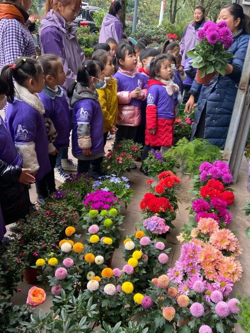  贵阳花草植物批发市场，绿色生活的源头--第1张