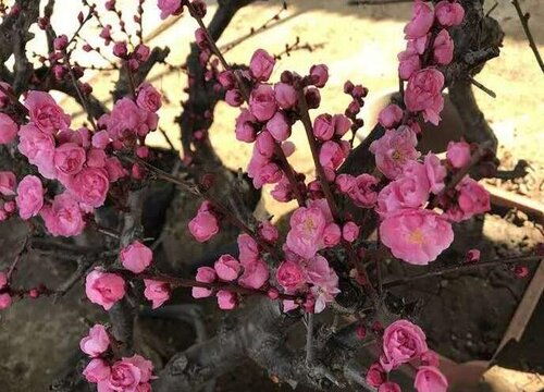  梅花的象征意义和精神品质，坚韧不拔与高洁之美的象征--第1张