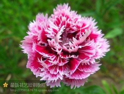  一年中哪些节日送花--第1张