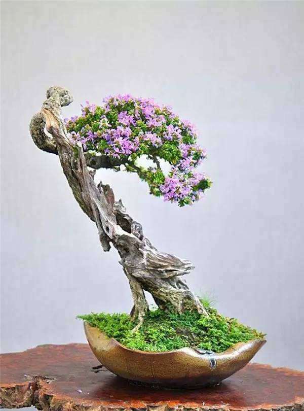  美人梅盆景图片，精致的艺术品，生活的诗，美人梅盆景之美，精致的艺术品，生活的诗情画意--第1张