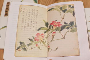 买花古诗诵读——诗意生活之美--第1张
