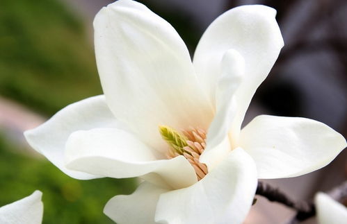  玉兰花的花语，玉兰花的寓意和花语包括，高洁、真挚、友谊和吉祥。--第1张