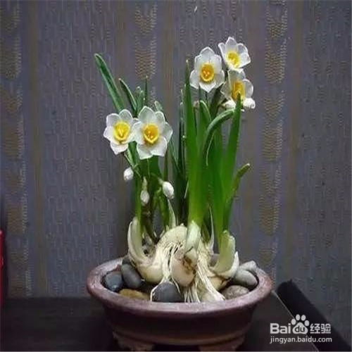  水仙花怎么种植方法--第1张
