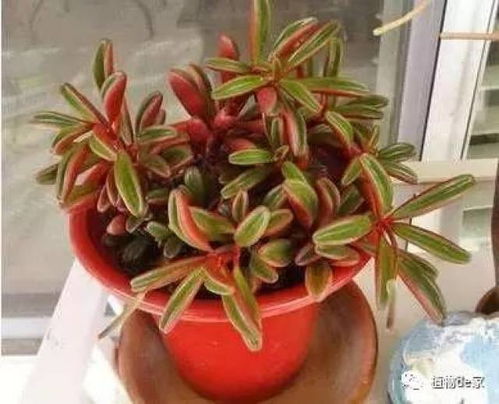  30种耐阴植物室内盆栽--第1张