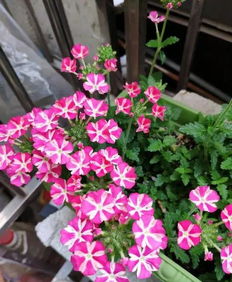 植物花卉品种大全图片--第1张