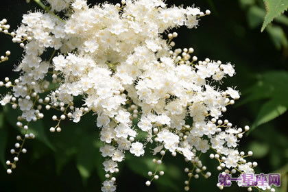  花语大全带图片，花语大全，玫瑰、百合、郁金香等花卉寓意及图片欣赏--第1张