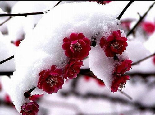  赞美梅花，傲立冰雪，梅花独秀--第1张