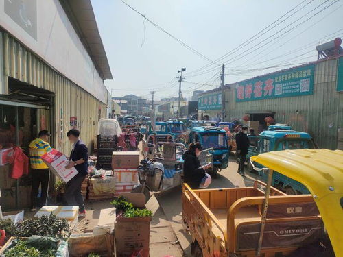  江苏沭阳苗木批发市场，绿色经济的繁荣与机遇，江苏沭阳苗木批发市场的绿色经济繁荣与机遇，一个独特的商业生态系统--第1张
