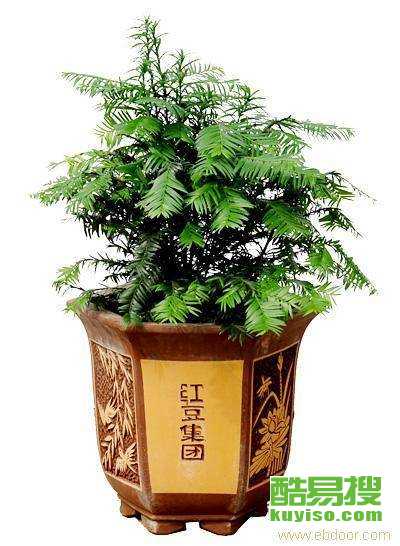  北京鲜花配送哪个平台好--第1张