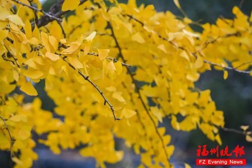  槭树叶子图片，四季变幻的美丽与生命力--第1张