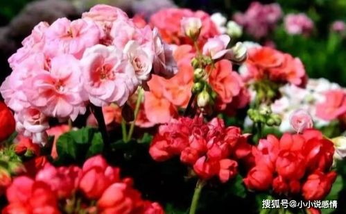  三种最旺家宅的花，绿萝、吊兰、虎皮兰，最旺家宅的花--第1张