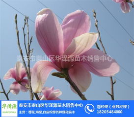  玉兰花树苗多少钱一棵--第1张