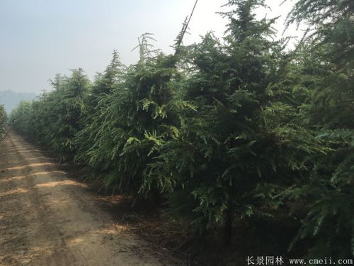  雪松简介--第1张
