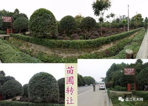  苗木求购信息平台哪个好，苗木求购信息平台推荐，轻松找到优质苗木资源--第1张