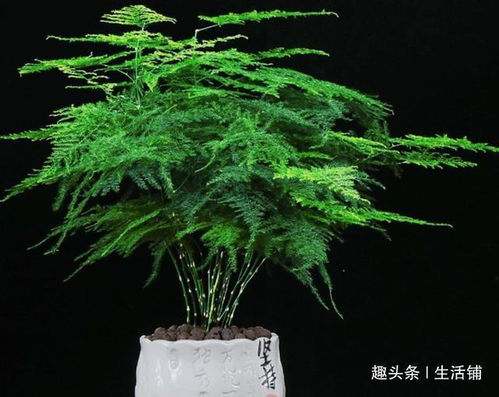  文竹叶子发黄是什么原因该怎么办--第1张