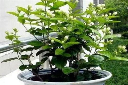  茉莉花几月份开花--第1张
