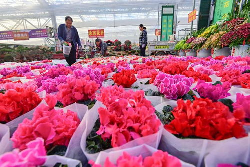  鲜花速递找鲜花超市，一站式鲜花采购体验--第1张