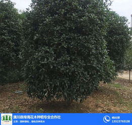  绿化苗木价格表，绿化苗木价格表，不同品种苗木的市场行情及报价--第1张