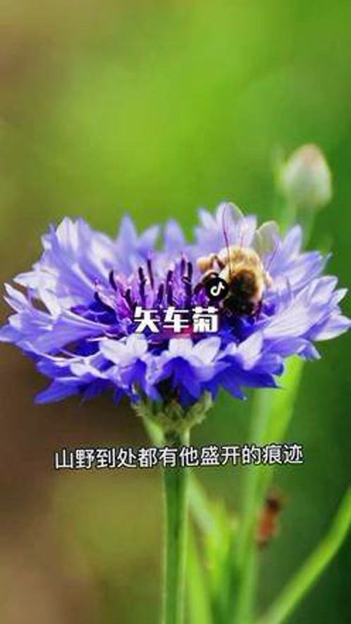  法国的国花，浪漫与优雅的象征--第1张