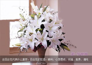  白百合花寓意--第1张