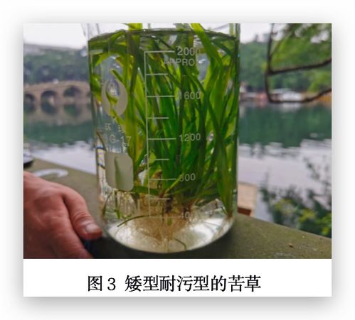  探寻100种沉水植物的奥秘，探索沉水植物世界的奥秘--第1张