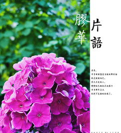  花语大全集，花语大全集，解读花卉背后的情感与寓意--第1张