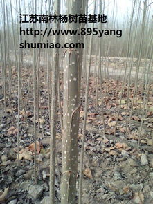 杨树苗价格表，杨树苗价格表，不同规格和品种的价格比较--第1张