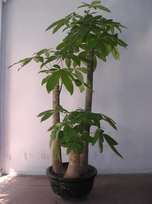  养发财树的诀窍，养发财树的五个诀窍，轻松打造绿色家居--第1张