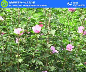  绿化苗木品种大全及产品价格表，绿化苗木品种及价格表，精选品种推荐--第1张