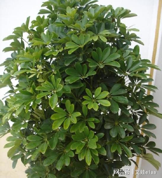  家养绿植品种大全，家养绿植品种大全，适合家居环境的常见绿植品种推荐--第1张