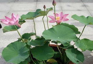  花叶蔓的养殖方法和注意事项，花叶蔓的养殖技巧与注意事项，轻松打造美丽盆栽--第1张
