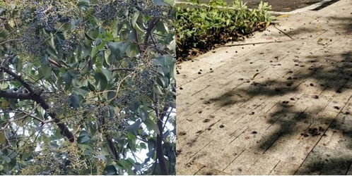  女贞树果实作用，女贞树果实功效作用，补肾益肝、明目乌发--第1张