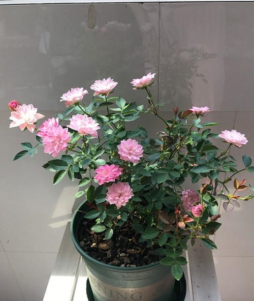  四季开花的花卉大全--第1张