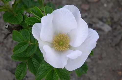  白玫瑰，骄傲的花语，白玫瑰的骄傲花语，纯洁、高贵、天真和纯洁的爱情--第1张