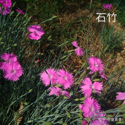  好听的带花的高雅名字--第1张