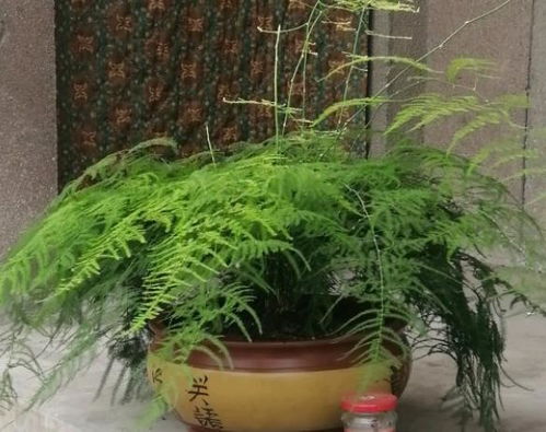  文竹怎么养殖方法，文竹的养殖技巧，轻松掌握养护方法--第1张