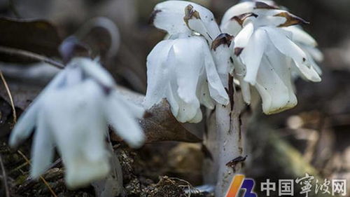  神秘与强大的象征——神秘之花，神秘之花，神秘与强大的象征--第1张