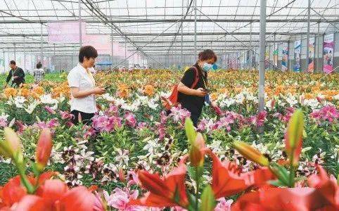  上海爱尚鲜花股份有限公司，打造优质鲜花产业的新标杆，上海爱尚鲜花股份有限公司，打造鲜花产业新标杆--第1张