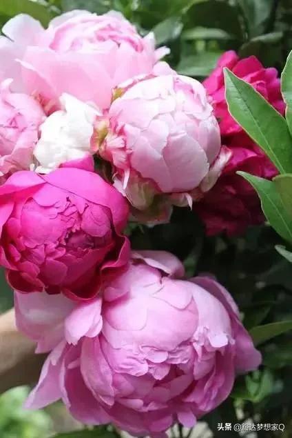  最漂亮的花，惊艳世界的玫瑰花，最漂亮的花之一--第1张