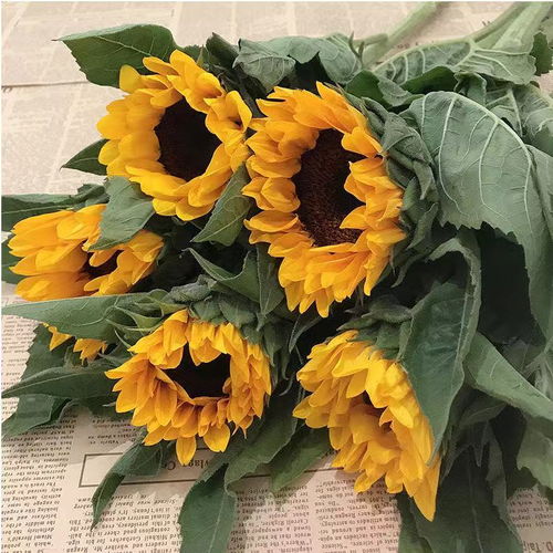  云南鲜花批发基地在哪里，云南鲜花批发基地在哪里，昆明斗南花卉市场。--第1张
