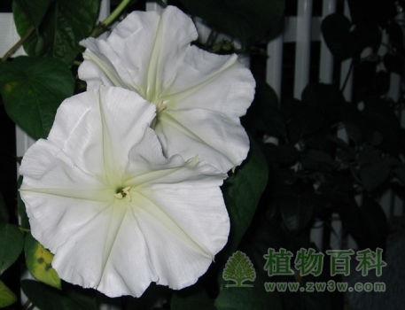  月光花的图片--第1张
