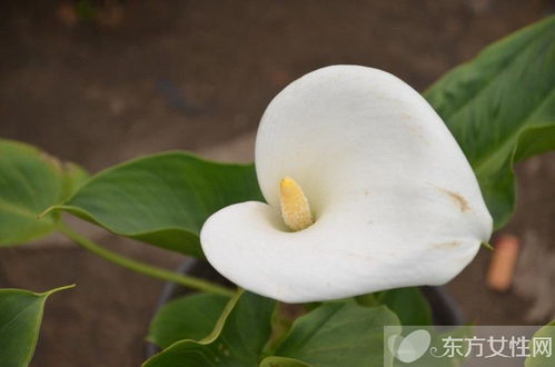  马蹄莲叶子发黄的原因，马蹄莲叶子发黄的原因，养护不当--第1张