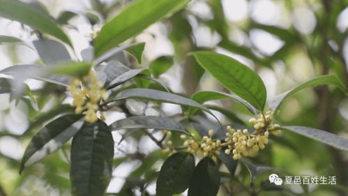  八月桂花遍地开，八月桂花遍地开-花香四溢的美好季节--第1张