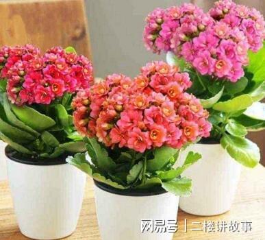  客厅最旺三种花--第1张