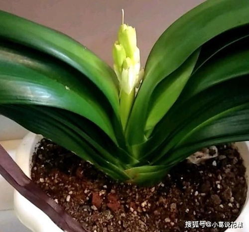  君子兰怎么养最好，君子兰的养护技巧，轻松养出茂盛绿叶--第1张