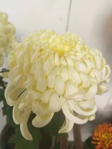 菊花的特点和精神，菊花的特点和精神，菊花之美，内涵丰富，寓意深远--第1张