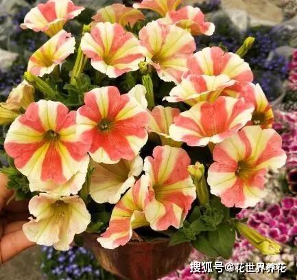  什么花一年四季都开放--第1张