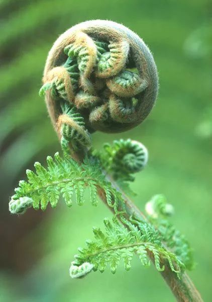  十大远古最恐怖的植物，十大远古最恐怖的食肉植物--第1张