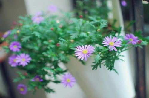  姬小菊，绚丽多彩的花中精灵--第1张